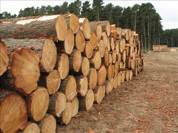 kayu log harus ditreatment dengan obat pengawet kayu agar kualitasnya tidak turun.