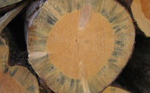 Estetika kayu yang rusak adalah salah satu bentuk kerusakan akibat jamur blue stain.