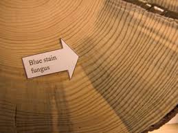 Penampakan salah satu jenis jamur blue stain pada kayu.