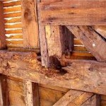 Kerusakan kayu parah akibat kumbang bubuk kayu