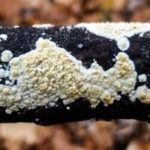 jamur kayu putih