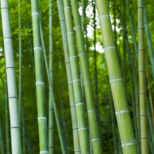 Read more about the article Keunggulan dan Kelemahan Bambu