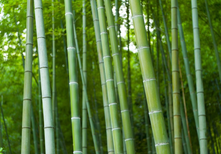 Read more about the article Teknik Pengawetan Bambu Sistem Rendam dengan BioCide Insecticide