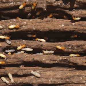 seranggan rayap kayu