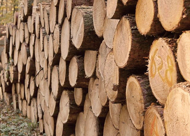 Read more about the article BioCide Wood Fungicide, Fungisida dan Bakterisida untuk Lindungi Kayu