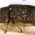 jenis kumbang bubuk kayu