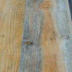 Jamur kayu blue stain
