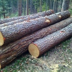 Read more about the article Solusi Efektif Mengawetkan Kayu Pinus dengan Hasil Paling Baik