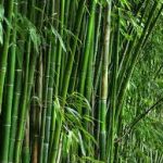 keuntungan menggunakan bambu