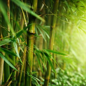 Read more about the article Keunikan Bambu dan Tips Pengawetan Bambu untuk Kebutuhan Industri