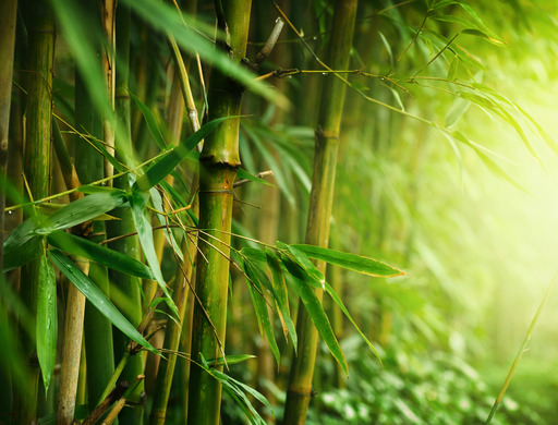 You are currently viewing Keunikan Bambu dan Tips Pengawetan Bambu untuk Kebutuhan Industri