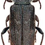 Kumbang The European House Borer Sumber CSIRO