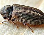 kumbang bubuk kayu perusak kayu