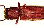 kumbang perusak kayu