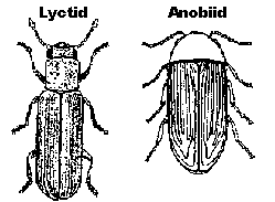 Perbandingan tubuh kumbang bubuk yang asli (lyctid) dan deathwatch.