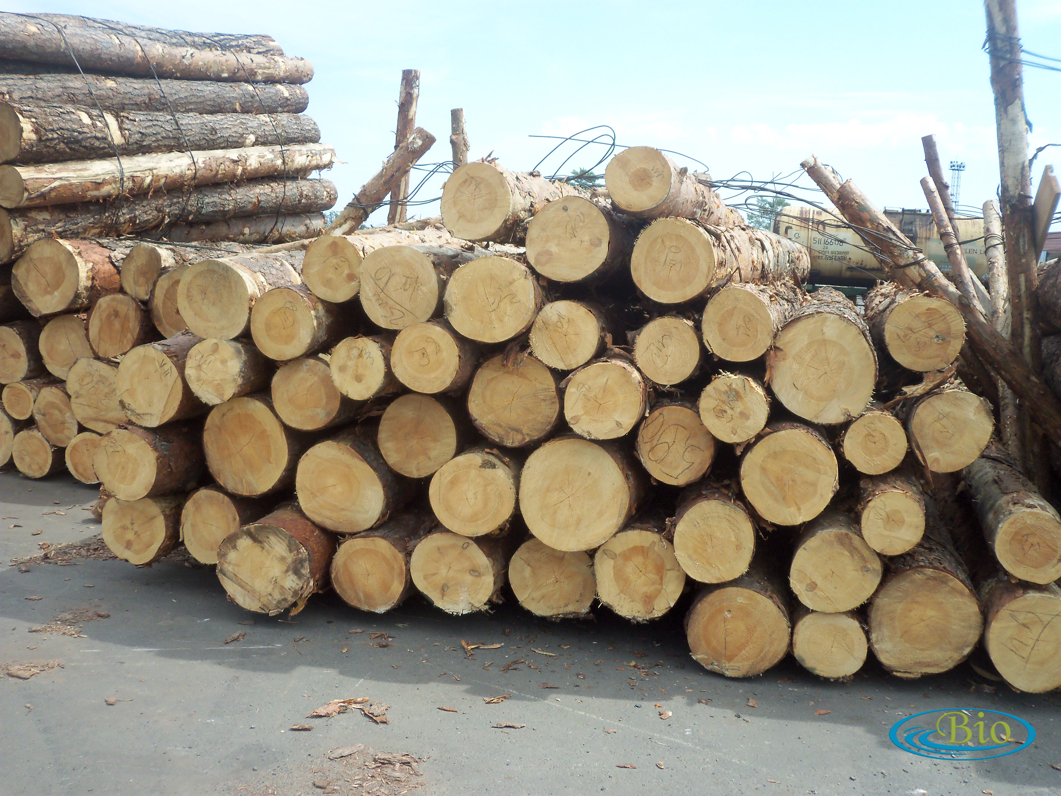  Banyak faktor di balik pentingnya pengawetan kayu pinus.