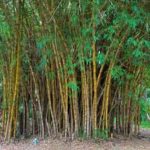 bambu kuning