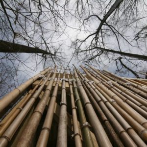 pengawetan bambu laminasi