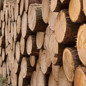 Read more about the article BioCide Wood Fungicide, Fungisida dan Bakterisida untuk Lindungi Kayu