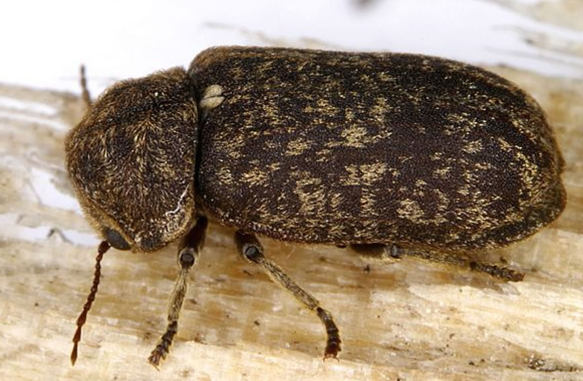 You are currently viewing Kenali Jenis Kumbang Bubuk Kayu dari Kumbang Perabot sampai Penggerek