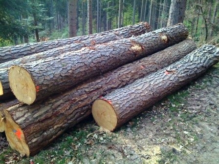 Read more about the article Solusi Efektif Mengawetkan Kayu Pinus dengan Hasil Paling Baik