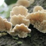 jamur pelapuk putih